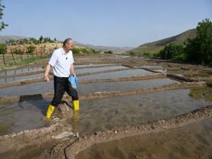 Vali Canalp pirinç tarlalarında tohum attı