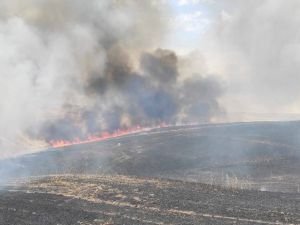 Diyarbakır'da 400 dönümlük ekili arazi yanarak küle döndü