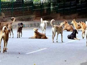 Bakan Koca: Başıboş köpeklere karşı tedbir alınması zorunluluğu görmezden gelinemez