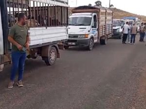 Çınar ve Mazıdağı'ndaki yangından etkilenen ailelere halktan küçükbaş hayvan yardımı