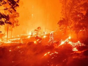 ABD orman yangınlarıyla mücadele ediyor