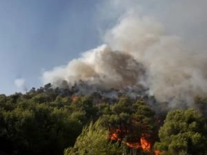 Bolu'da orman yangını