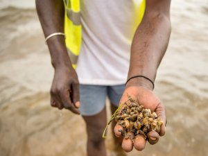 Güney Afrika'nın Limpopo eyaletinde Bilharzia salgını bildirildi