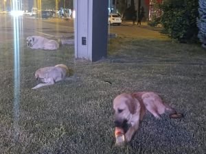 Köpeklerin saldırısından kaçan çocuğu sürücü kurtardı