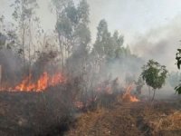 Kırıkkale'de çıkan yangın 3 bin dönüm arazide tahribata yol açtı