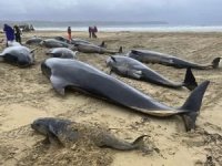 İskoçya'da kıyıya vuran 77 pilot balina öldü
