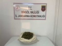 Bingöl'de 815 kök kenevir ele geçirildi