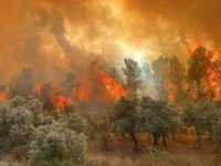 Muğla'da orman yangını