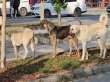Başıboş sokak köpeklerine ilişkin teklif TBMM Başkanlığı'na sunuldu